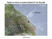 AtlasBriofitos 53 Hepatica talosa Lunularia lupa rizoide