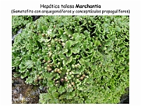 AtlasBriofitos 54-2 Hepatica talosa Marchantia arquegonioforos-2