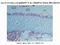 AtlasBriofitos 54-4 Hepatica talosa Marchantia section microscopy