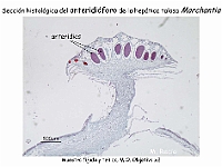 AtlasBriofitos 55 Hepatica talosa Marchantia anteridioforo-1
