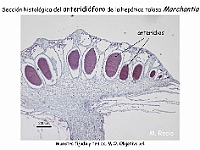 AtlasBriofitos 56 Hepatica talosa Marchantia anteridioforo-2