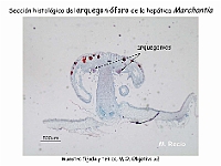 AtlasBriofitos 58 Hepatica talosa Marchantia arquegonioforo microscopy-1