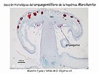 AtlasBriofitos 59 Hepatica talosa Marchantia arquegonioforo microscopy-2