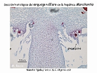 AtlasBriofitos 60 Hepatica talosa Marchantia arquegonioforo microscopy-3