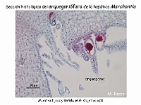 AtlasBriofitos 61 Hepatica talosa Marchantia arquegonioforo microscopy-4