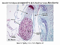 AtlasBriofitos 63 Hepatica talosa Marchantia esporofito arquegonioforo microscopy