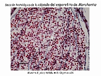 AtlasBriofitos 64 Hepatica talosa Marchantia capsula esporas elateres