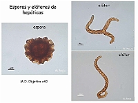 AtlasBriofitos 65 Hepaticas microscopy esporas elateres