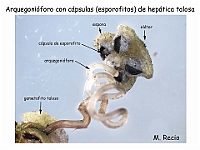 AtlasBriofitos 68 Hepatica talosa Marchantia Arquegonioforo maduro lupa-2