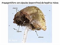 AtlasBriofitos 69 Hepatica talosa Marchantia Arquegonioforo maduro lupa-3 esporas