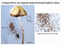 AtlasBriofitos 70 Hepatica talosa Marchantia Arquegonioforo maduro lupa-4 esporas elateres