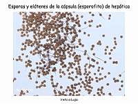 AtlasBriofitos 71 Hepatica talosa Marchantia Arquegonioforo maduro lupa-5 esporas elateres