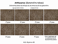 AtlasBriofitos 73 Anthoceros Planos seccion gametofito con cianobacterias