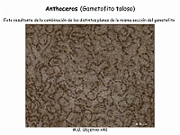 AtlasBriofitos 74 Anthoceros seccion gametofito simbiosis cianobacterias