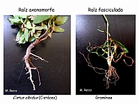 AtlasCormofitos 06 Raiz axonomorfa fasciculada