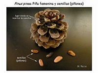 AtlasGimnospermas 10 Pinus pinea conos femeninos semillas