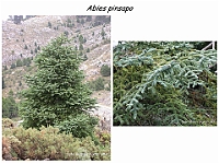 AtlasGimnospermas 12 Abies pinsapo