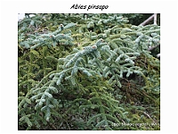 AtlasGimnospermas 13 Abies pinsapo