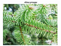 AtlasGimnospermas 15 Abies pinsapo