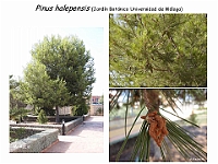 AtlasGimnospermas 1 Pinus halepensis