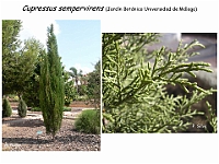 AtlasGimnospermas 24 Cupressus sempervirens