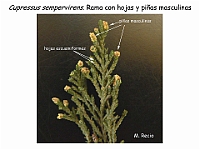 AtlasGimnospermas 27 Cupressus sempervirens