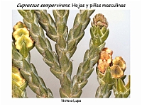 AtlasGimnospermas 28Cupresssus sempervirens lupa