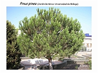 AtlasGimnospermas 2 Pinus pinea