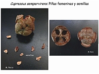 AtlasGimnospermas 30 Cupressus sempervirenes conos femeninos Semillas