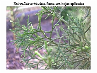 AtlasGimnospermas 32 Tetraclinis articulata