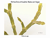 AtlasGimnospermas 33 Tetraclinis articulata lupa