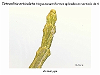 AtlasGimnospermas 34 Tetraclinis articulata lupa