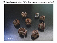 AtlasGimnospermas 37 Tetraclinis articulata conos femeninos