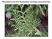 AtlasGimnospermas 39 Platycladus orientalis