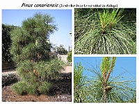 AtlasGimnospermas 3 Pinus canariensis