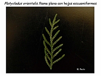 AtlasGimnospermas 40 Platycladus orientalis