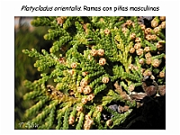 AtlasGimnospermas 41 Platycladus orientalis