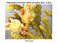 AtlasGimnospermas 42 Platycladus orientalis lupa