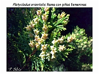 AtlasGimnospermas 44 Platycaldus orientalis conos femenino