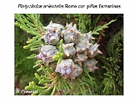 AtlasGimnospermas 45 Platycaldus orientalis conos femenino