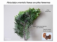 AtlasGimnospermas 46 Platycladus orientalis conos femeninos semillas