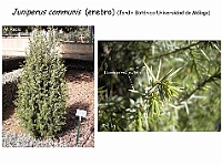 AtlasGimnospermas 47 Juniperus communis