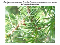 AtlasGimnospermas 48 Juniperus communis