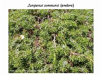 AtlasGimnospermas 49 Juniperus communis