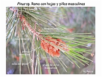 AtlasGimnospermas 4 Pinus hojas conos masculinos