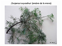 AtlasGimnospermas 50 Juniperus oxycedrus