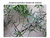 AtlasGimnospermas 51 Juniperus oxycedrus