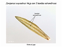 AtlasGimnospermas 52 Juniperus oxycedrus lupa