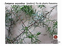 AtlasGimnospermas 53 Juniperus oxycedrus cono femeninos galbulos
