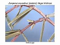 AtlasGimnospermas 54 Juniperus oxycedrus hojas